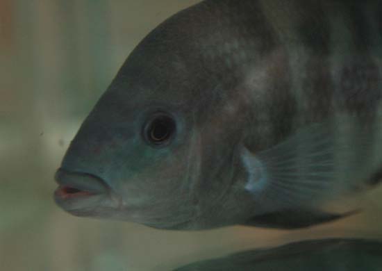 Amphilophus zaliosus (Barlow, 1976)